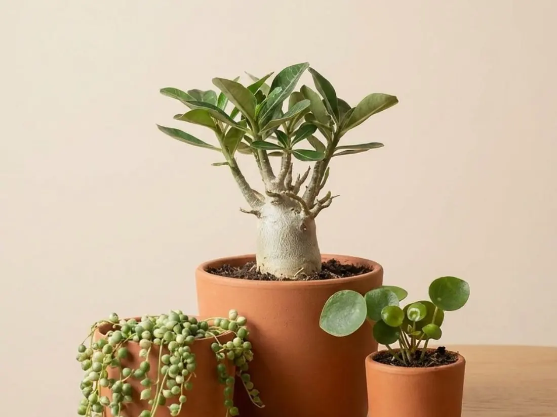 Pur Plant