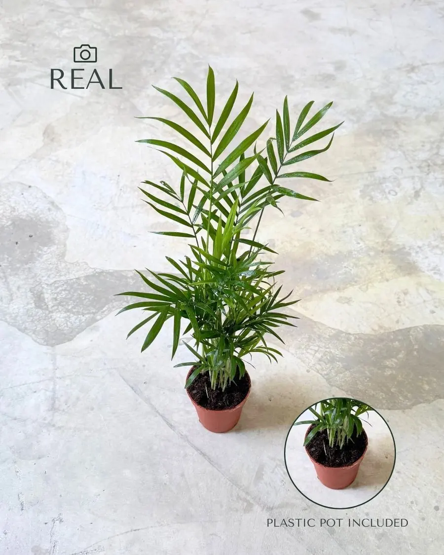 Pur Plant